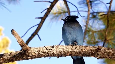 Slow-motion-Close-up-of-a-gorgeous-Steller's-Jay-bird-sitting-on-a-branch-curiously-looking-at-the-camera-and-shaking-it's-feathers-located-in-gorgeous-Bryce-Canyon,-Utah
