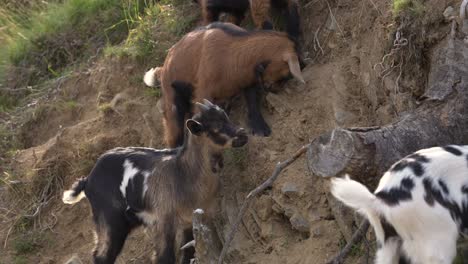 Small-group-of-mountain-goats-standing-on-a-steep-edge