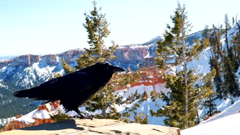 Eine-Krasse-Schwarze-Krähe-Oder-Ein-Rabe,-Der-An-Einem-Sonnigen-Wintertag-Im-Bryce-canyon-nationalpark,-Utah,-Auf-Einer-Felssäule-Steht