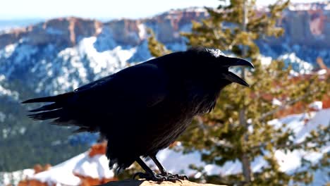 A-stark-black-crow-or-raven-standing-on-a-rock-pillar-on-a-sunny-winter-day-in-Bryce-Canyon-National-Park,-Utah