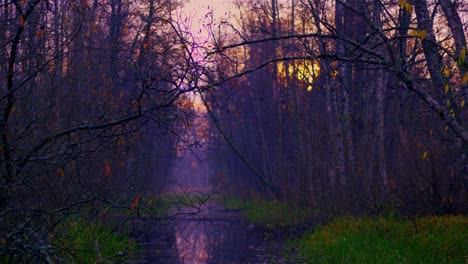 Morgensonne-Im-Wald