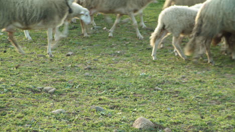 Herd-of-sheep-walk-on-sunny-day-on-grass,-one-looks-at-camera,-static