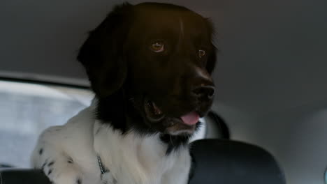 A-very-curious-and-happy-brown-and-white-dutch-Stabyhoun-Stabij-breed-dog-is-standing-on-the-seat-in-the-trunk-looking-towards-the-driver-questions-where-we-are-going-in-wonder-on-a-car-roadtrip
