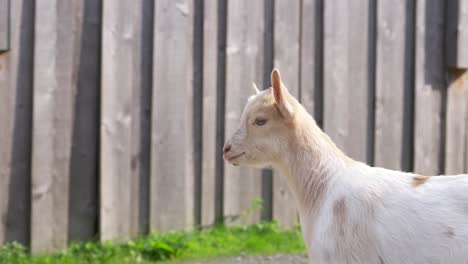 Profile-shot-of-a-white-baby-goat-with-a-fence-in-the-background