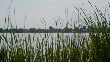 Tracking-shot-of-tall-grass-near-a-lake