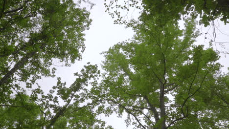 Low-angle-view-of-tree-felling-in-canopy-above