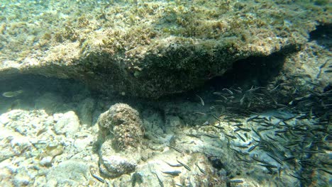 Closed-up-underwater-view-of-small-fishes-swimming-around-the-stony-ocean-floor-in-Oslob-Cebu,-Philippines