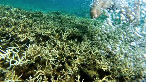 Frau,-Die-Das-Schnorcheln-Oben-Um-Die-Felsigen-Korallenriffe-In-Einem-Kristallklaren-Wasser-In-Oslob-Cebu,-Philippinen-Genießt