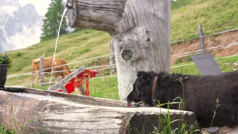 Dog-drinking-from-a-cows-drinking-trough---Funny