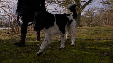 Two-curious-young-happy-and-curious-black-and-white-rare-Stabyhoun-Stabij-dogs-on-a-walk-in-the-forest-with-their-owner-on-a-leash