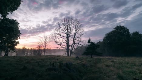 Timelapse-of-sunrise-in-a-meadow-with-fog
