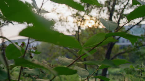 Tracking-shot-of-sunshine-peeking-through-tree-branches