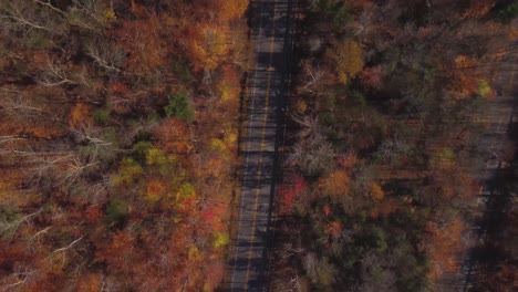 Brid's-eye-view-of-two-parallels-pavement-roads-inside-an-autumnal-pine-forest