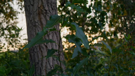 Tracking-shot-of-sunshine-peeking-through-tree-branches