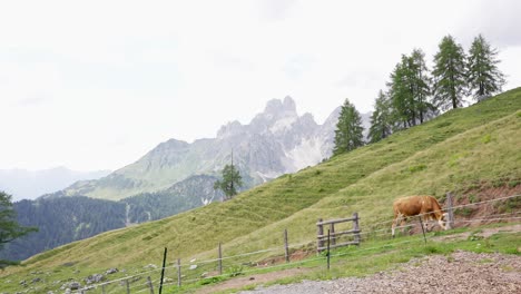 Schöne-österreichische-Landschaft-Mit-Einer-Kuh-Im-Vordergrund-Und-Bishopshue-Im-Hintergrund