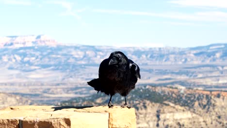 A-stark-black-crow-or-raven-standing-on-a-rock-pillar-on-a-sunny-winter-day-in-Bryce-Canyon-National-Park,-Utah