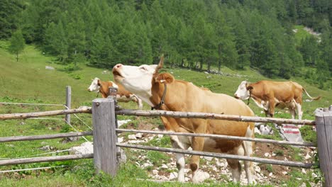 Cow-mooing-in-the-austrian-Alps