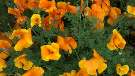 A-flower-garden-of-poppies-blowing-in-the-breeze