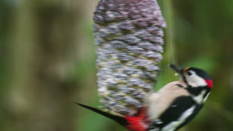 spotted-woodpecker-comes-flying-in-and-lands-on-a-pinecone-to-feed