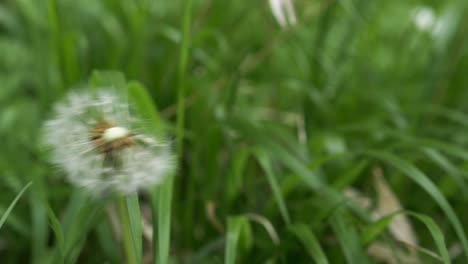 Dandelion-seeds-on-top-of-plant-head-blown-in-the-breeze-during-spring,-closeup