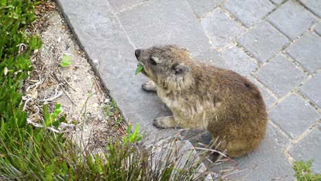 Rock-Hyrax-eating-plants-on-streets-of-Garden-Route-in-South-Africa