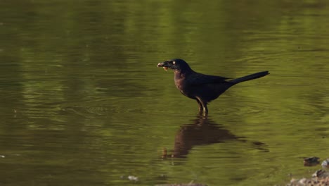Bird-feeding-at-lake-in-Raleigh,-North-Carolina