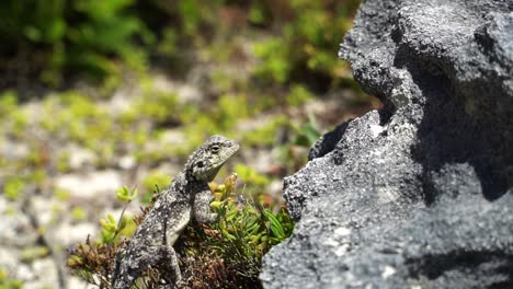 Neugieriger-Gecko,-Der-In-Der-Sonne-Zwischen-Pflanzen-Und-Felsen-In-Südafrika-Sitzt