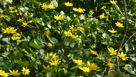 Biene-Sammelt-Nektar-Auf-Gelben-Blüten-Inmitten-Grüner-Blätter-Auf-Der-Wiese-Im-Sonnigen-Frühlingstag