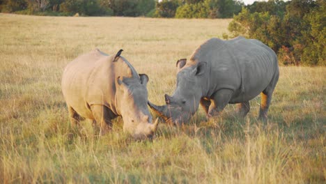 Dos-Rinocerontes-Comiendo-Hierba-En-Sudáfrica