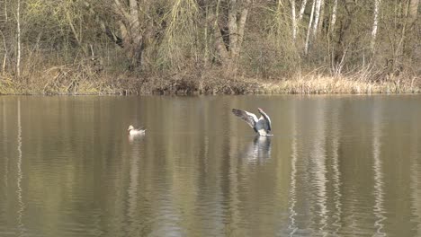 a-pair-of-geese-swims-back-and-forth-on-a-small-lake