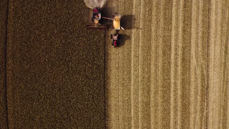 Birds-eye-view-drone-shot-of-combine-harvesting-corn-in-Texas