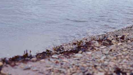 Static-close-up-rack-focus-of-small-waves-rippling-and-breaking-on-a-gravel-beach-with-seaweed-on-the-sand-in-Latvia-on-the-Baltic-Sea