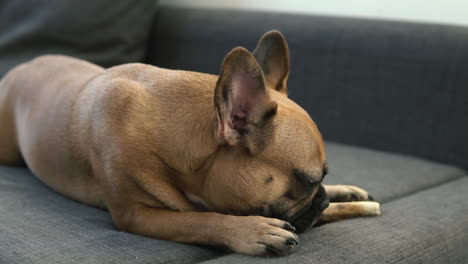 Playful-french-bulldog-licking-a-dog-bone-in-slow-motion