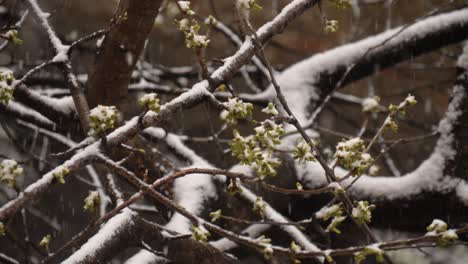 Branches-of-a-budding-cherry-tree-during-snowing-in-March