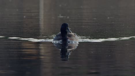 Duck-swimming-in-lake-in-Raleigh,-North-Carolina