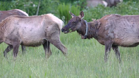 Group-of-elk-in-Cataloochee-Valley,-North-Carolina
