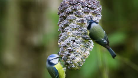 Two-Blue-tits-feeding-on-a-greasy-pine-cone-in-the-garden