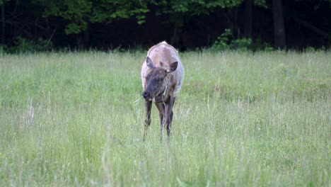 Elk-eating-alone-in-Cataloochie-Valley,-North-Carolina