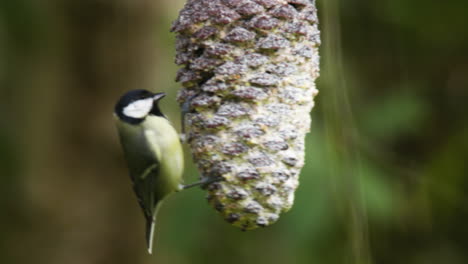 A-great-tit-balancing-on-a-pine-cone-fluttering-his-wings-to-keep-steady