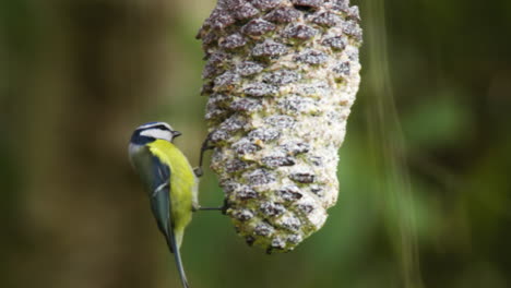 A-Blue-tit-feeding-in-the-garden-on-a-pine-cone