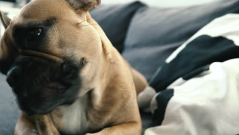 Adorable-Bulldog-Francés-Masticando-Un-Hueso-De-Perro,-Primer-Plano