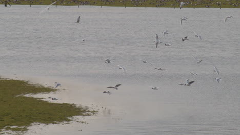 Flock-of-birds-landing-on-water-in-slowmotion