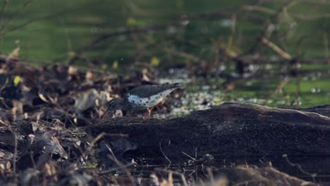 Bird-looking-for-food-on-log-near-lake-in-Raleigh,-North-Carolina