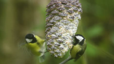 Two-great-tits-feeding-on-a-greasy-a-pine-cone-in-the-garden