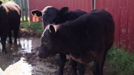 Kühe-Auf-Der-Farm-In-North-Carolina