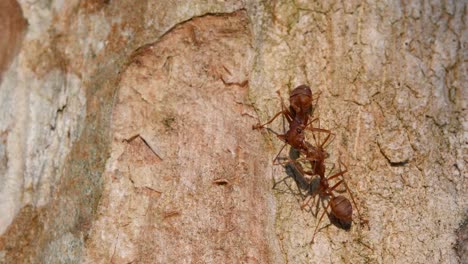 Weaver-Ants,-Oecophylla,-two-of-them-locking-jaws-on-the-trunk-of-the-tree-exposed-in-the-morning-light-as-others-pass-by-up-and-down-then-they-separate-in-Kaeng-Krachan-National-Park