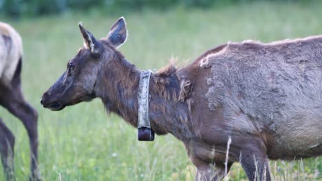 Group-of-Elk-eating-in-Cataloochee-Valley,-North-Carolina