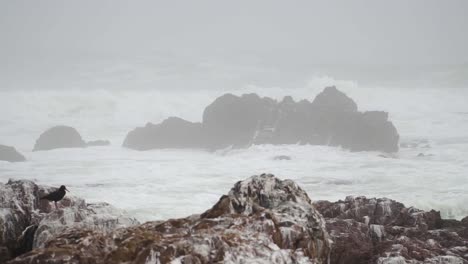 Slow-Motion:-Black-Oystercatcher-Bird-Sitting-in-Front-of-Massive-Waves-Hitting-Coast
