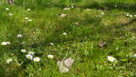 Wiese-Mit-Lilienblumen-Und-Grünem-Gras-Auf-Dem-Grund-Des-Waldes,-Sonniger-Frühlingstag-Im-Stadtpark