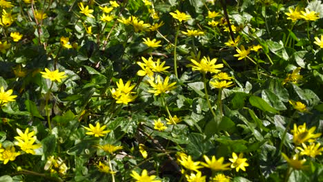 Yellow-flowers-with-green-leaves-inside-forest-on-a-sunny-Spring-day,-foliage-background-copy-space,-pan-shot